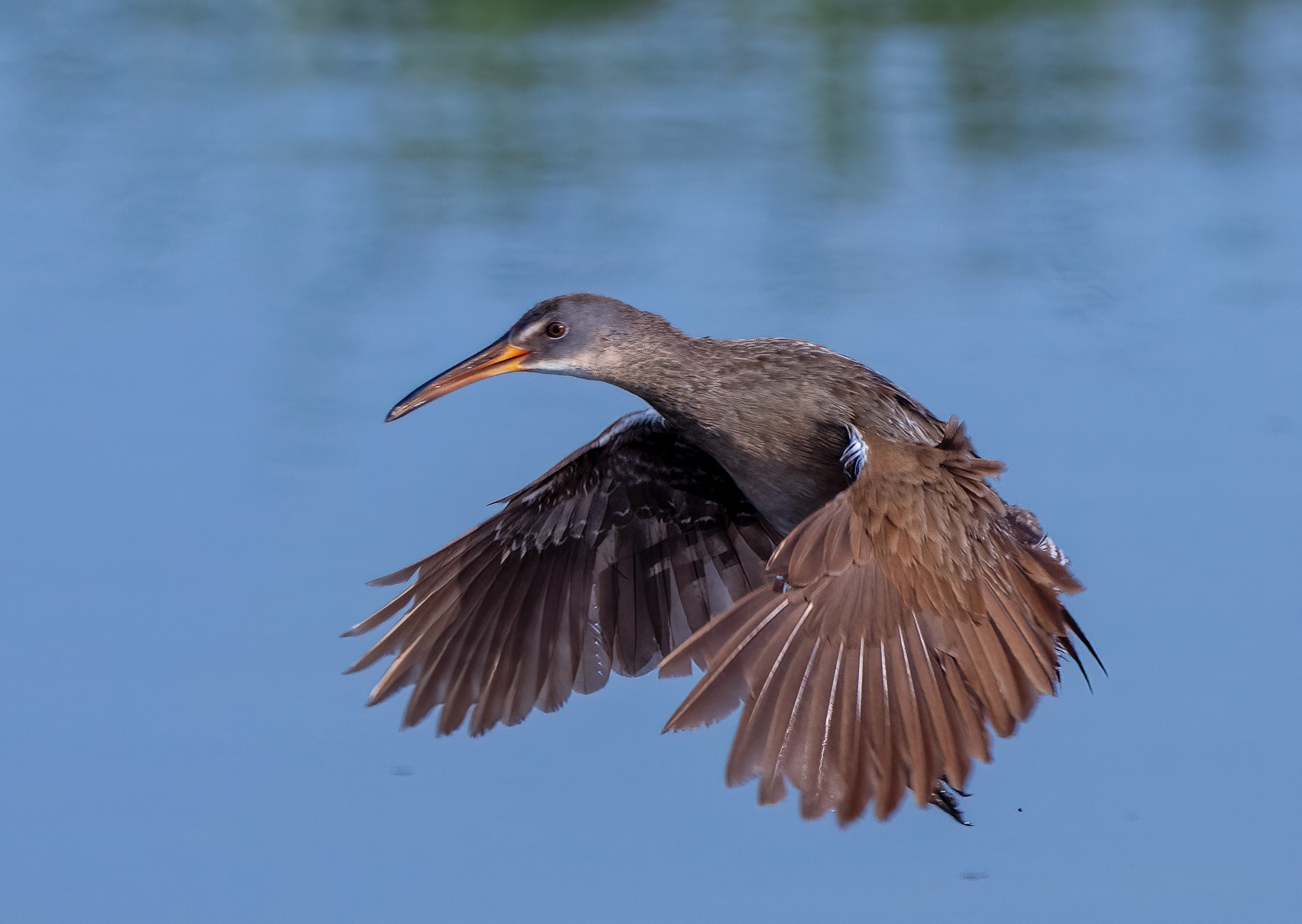 3rd PrizeOpen Nature In Class 2 By Stephen Licata For Fly By Rail OCT-2024.jpg